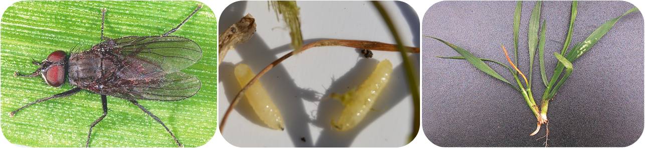 Пшеничная муха: имаго и личинка