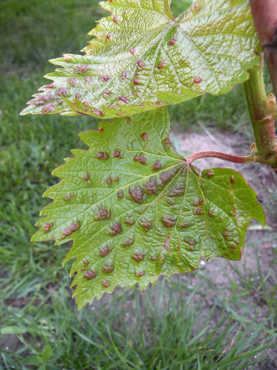 Повреждения, вызванные виноградным клещом на листе винограда