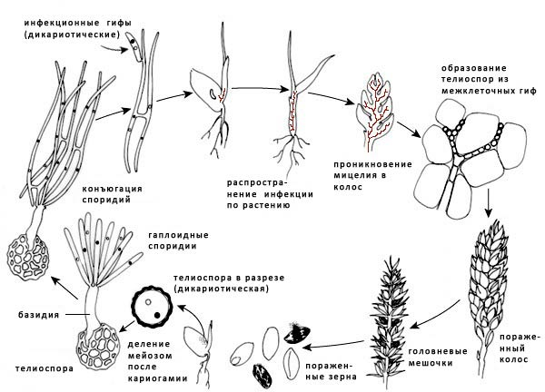 Жизненный цикл спорыньи схема